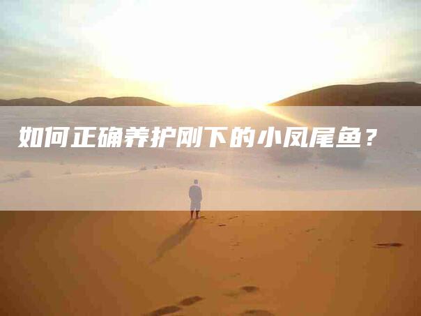 如何正确养护刚下的小凤尾鱼？-家政服务网